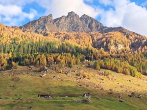 a grassy hill with trees and mountains in the background at LogementVals in Vals