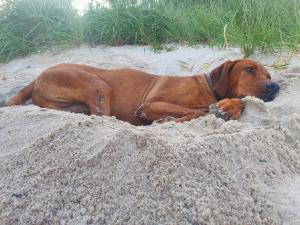 a brown dog laying in the sand on the beach at Ferienwohnung "Kombüse" in Sahrensdorf +3 photos