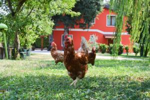Fotografie z fotogalerie ubytování Agriturismo Ca' La Pergola v destinaci Verona + 69 fotografií