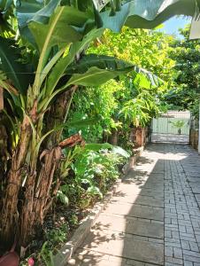 een schaduwrijke wandelgang in een tuin met planten bij Casa Com 2 quartos, Garagem Ar tv in Foz do Iguaçu