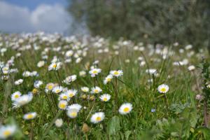 Fotografie z fotogalerie ubytování Agriturismo La Querce v destinaci Rignano sullʼArno