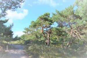 NeuhausにあるApp 134Haus 3の木々の茂る森の未舗装道路 +6枚の写真