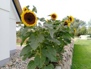 Zahrada ubytování Reethaus Strandgut - geräumiges FH, 5 Schlafzimmer, Sauna und 3 Terrassen, Balkon