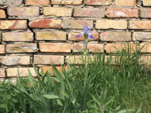 a blue flower in front of a brick wall at Ferienwohnung Land Fleesensee 659-01 in Göhren-Lebbin