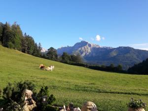 two cows in a field with mountains in the background at Gästehaus Lärcheck Berchtesgaden FeWo Morgensonne in Berchtesgaden