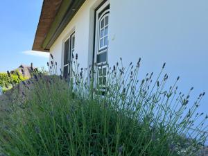 einen Garten mit hoher Wiese vor einem Haus in der Unterkunft Villa Sorgenfrei - a65549 in Zinnowitz