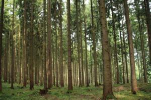 una foresta con alberi ad alto fusto e erba verde di Ferienhaus Nina a Kirchheim