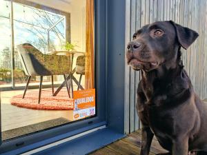 un chien noir assis devant une porte dans l'établissement L'Ermitage - L'écolodge des Monts des Flandres - Au coeur de 800m2 de jardin privé, à Saint-Jans-Cappel
