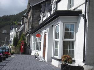 a cat sitting outside of a white building at B&B Ty Cornel in Trefriw