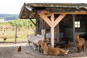 a group of sheep and chickens standing in front of a building at Ferienwohnung Balkon in Bräunlingen
