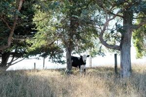 Gallery image of A cabin with a big view, comfort and tranquility, close to vines in Martinborough 