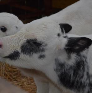 two black and white cows standing next to some hay at Ferienhof-Meyer in Wingst
