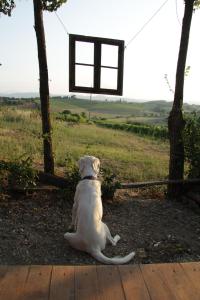 Domácí mazlíčci ubytovaní s hosty v ubytování Agriturismo La Terra
