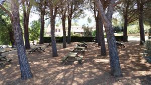 a group of picnic tables in a park with trees at Agriturismo La Ripa in Montorio Romano