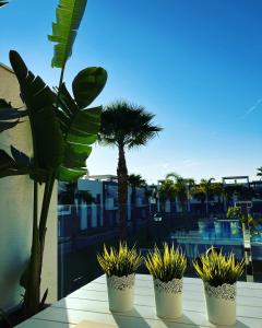 four potted plants on a balcony with a palm tree at Casa Noyas Oasis Beach in Guardamar del Segura