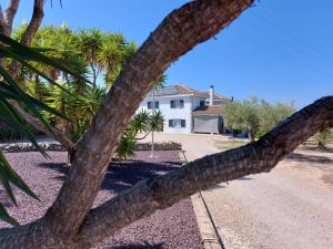 a palm tree in front of a white house at Villa Pardalot Boutique Stays in Benicarló +60 photos