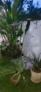 a group of plants in front of a fence at Casa de veraneio in Caraguatatuba
