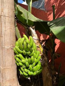 Gallery image of Residência Águia in Praia +47 photos