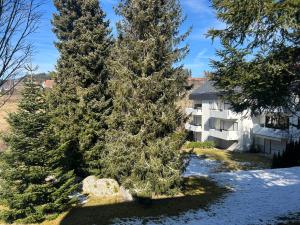 two large pine trees in front of a house at Ferienwohnung Truckses Schluchsee in Schluchsee