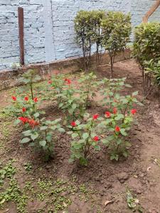 um jardim com flores vermelhas na terra em Hoglabon nest em kolkata