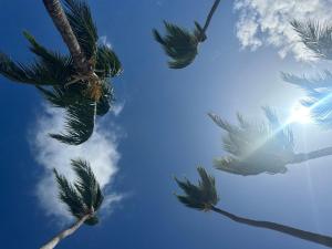 a group of palm trees against a blue sky at Hotel Canto Del Mar in Playa Azul +5 photos