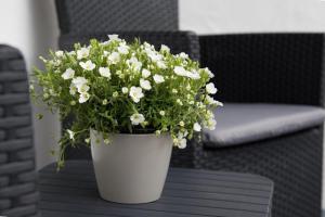 a white vase with white flowers on a table at Wildgrün Mini Lodge 8a in Pfronten