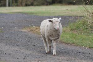 a white sheep walking down a dirt road at Bimbadeen Phillip Island Farm Retreats in Ventnor