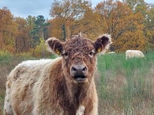 Zvířata v prázdninového domu nebo okolí