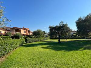 a tree in the middle of a field of grass at Rifugio Tavolara in San Teodoro +6 photos