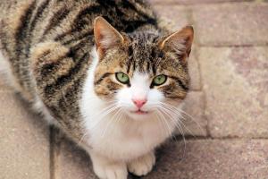 a cat with green eyes sitting on the ground at Kastanie in Fehmarn
