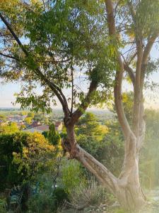 a tree on top of a hill with a view at Nice villa with a view in Saint-André-de-Cubzac