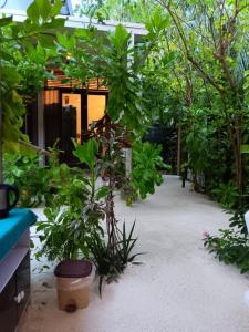 a garden in front of a house with trees and plants at Rasdhoo Madi in Rasdhoo