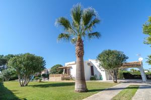 a palm tree in front of a house at Can Calsina in Cala Anguila