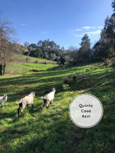 a group of sheep walking in a grassy field at Quinta da Casa Azul in Óbidos