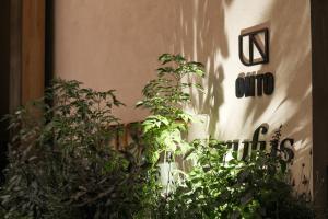 a group of plants sitting next to a wall at ONTO Alvaro Obregon Mexico City in Mexico City