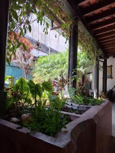 a garden with plants and trees in a building at Hotel Spring in Guatemala