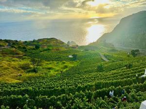 a group of people walking through a field of tea plantations at Dani House - Porto Moniz Escape in Porto Moniz