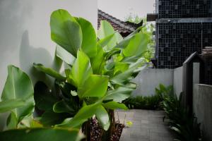 a bunch of green plants in a courtyard at Ecozy Dijiwa Canggu in Canggu