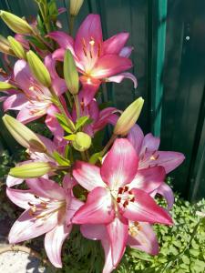 Ảnh trong thư viện ảnh của Guest house Lola ở Kochkorka