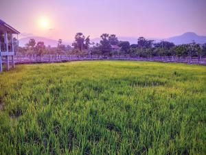 a field of grass with the sunset in the background at Baksaei Retreat Ricefield Villas in Kampot +37 photos