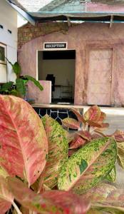 Fotografie z fotogalerie ubytování Ijen & Sleep Homestay v destinaci Ketapang