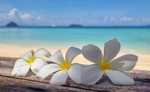 two white flowers sitting on a wooden bench near the ocean at Karibokite in Diego Suarez