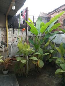 Zahrada ubytování Ijen & Sleep Homestay