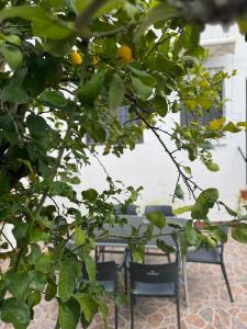Ogród w obiekcie Casa Rosalía