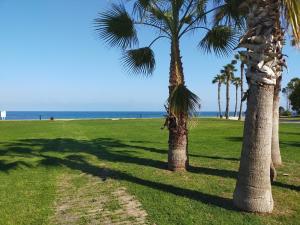 zwei Palmen auf einem Feld mit Strand in der Unterkunft ACV - Vistamar II-1ª Linea Planta 9 Sur in Oropesa del Mar