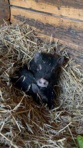 Afbeelding uit fotogalerij van Ferienwohnung „Am Gnaucks Hutberg“ in Hohnstein
