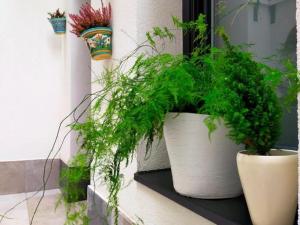 una planta en una olla blanca sentada en un alféizar de la ventana en Alojamiento Beach Riazor, en A Coruña