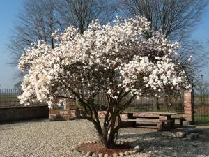 Zahrada ubytování B&B Cascina Baraggione