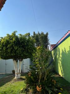 a plant next to a green wall with a tree at Casa Rústica los Arcos in Atlixco