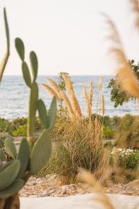 Fotografie z fotogalerie ubytování Metamare v destinaci Cozze